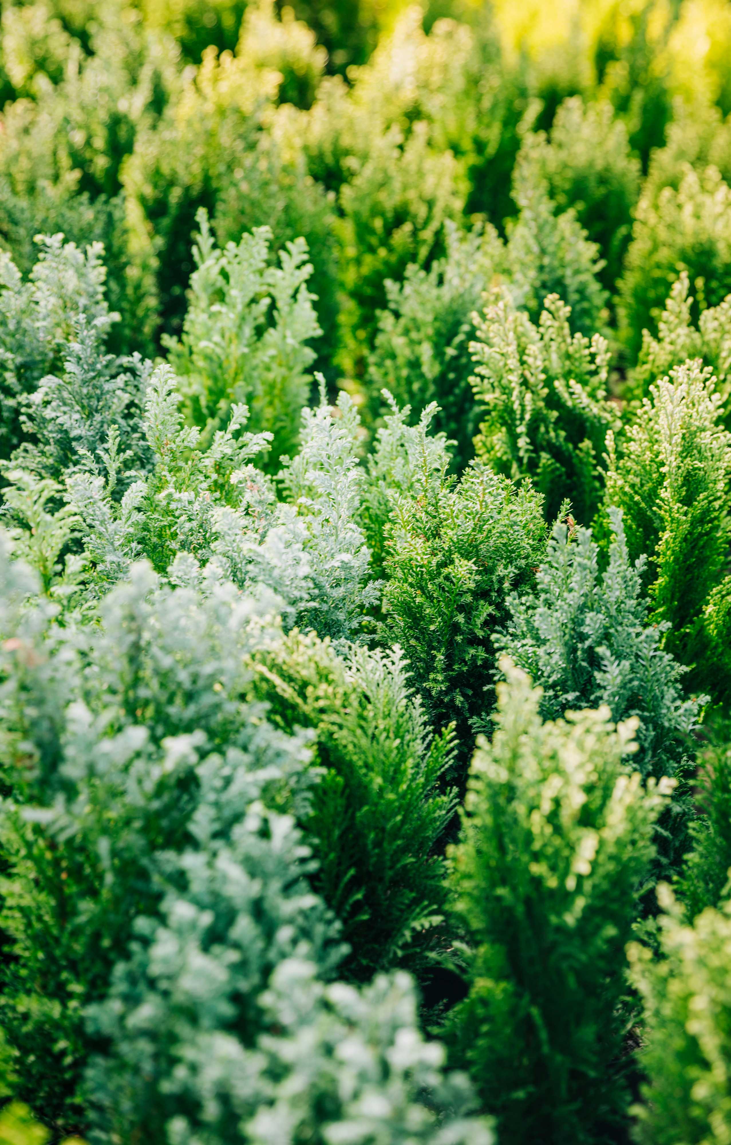 Kasveja parvekkeella tai terassilla? Ehdottomasti! 